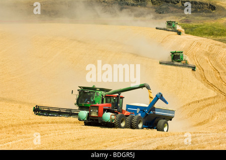 Three combines harvest wheat on rolling hillside terrain while the combine in the foreground unloads into  a grain wagon / USA. Stock Photo
