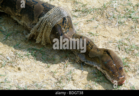 bali, indonesia, snake, hen Stock Photo