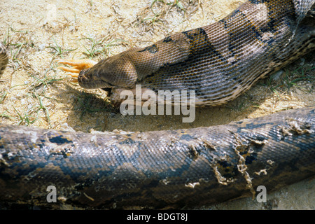 bali, indonesia, snake, hen Stock Photo