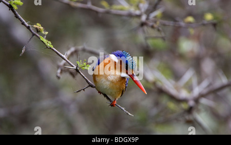 Malachite Kingfisher sitting on branch low over the water. Stock Photo