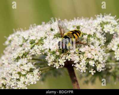 Hover fly, Myathropa florea, Syrphidae, Diptera, syn Musca florea Stock Photo