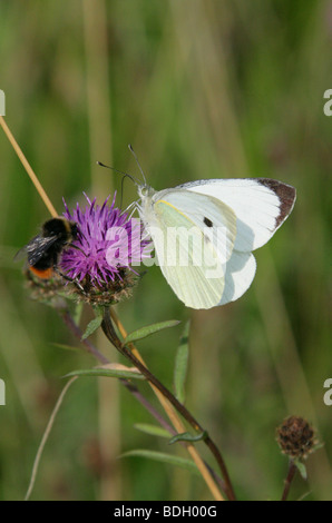 Large White Butterfly or Cabbage White Butterfly, Pieris brassicae, Pieridae, Male Stock Photo