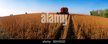 Agriculture - A combine harvests mature soybeans in late afternoon light / Minnesota, USA. Stock Photo