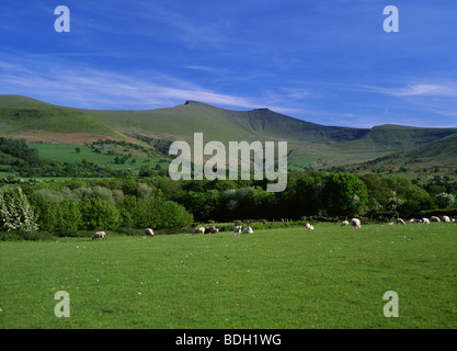 Pen y Fan and Corn Du from near Libanus Sheep in field in foreground Brecon Beacons Powys South Wales UK Stock Photo