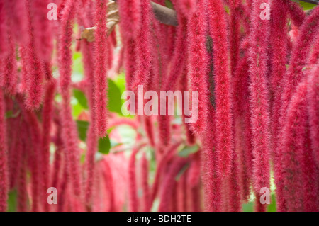 Acalypha hispida Chenille Plant red flowers Stock Photo