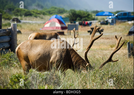 Roosevelt elk - Cervus canadensis roosevelti - in campground at Gold Bluffs Beach, Prairie Creek Redwoods state park, California Stock Photo