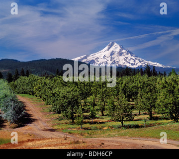 Mount Hood (11,239 feet) viewed over apple orchard. Hood River, Oregon, USA. Stock Photo