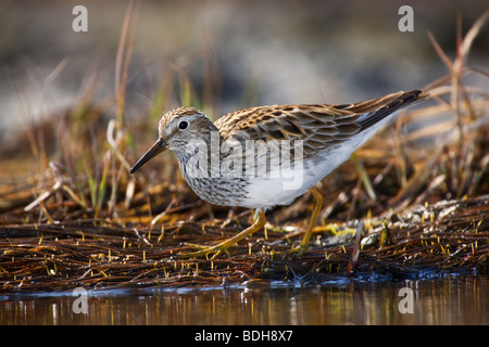 Pectoral Sandpiper shorebird migration to Alaska, near Seward, Alaska. Stock Photo