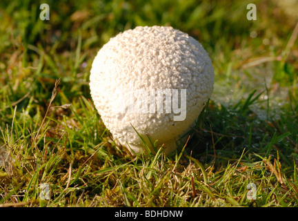 Puffball Grass Fungus Stock Photo - Alamy