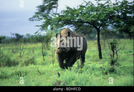 Black rhino bull, Diceros bicornis, charging, Mkhuze, South Africa