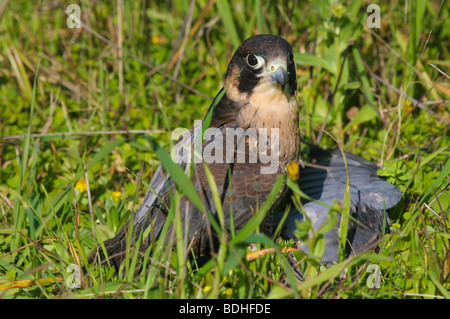 birds of prey falcoaria falcon falconry natureza wildlife Stock Photo