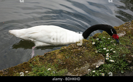 Black-necked Swan, Cygnus melancoryphus feeding on vegitation by the side of the lake Stock Photo