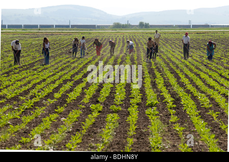 Day labourers working at land north of Bucharest, Romania Stock Photo