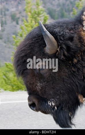 American Bison walking in Madison River Road in Yellowstone National Park Wyoming Stock Photo