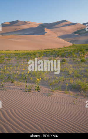 prairie sunflowers and dunes, Great Sand Dunes National Park, Colorado Stock Photo