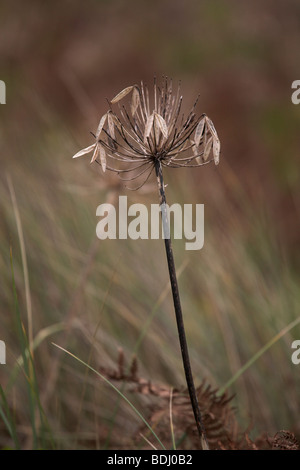 Dried seed head of Agapanthus in sand dunes Tresco Isles of Scilly Cornwall UK taken in early November Stock Photo