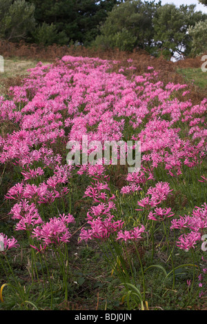 Nerine bowdenii growing in a field, Tresco Isles of Scilly Cornwall UK taken in early November Stock Photo