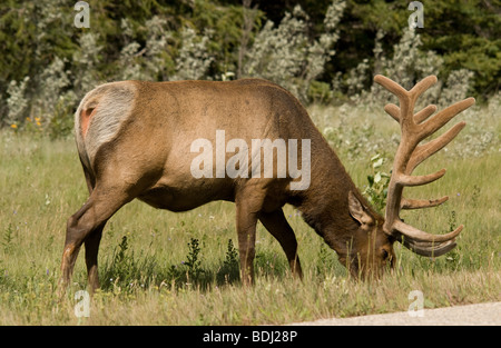 Male elk grazing at the side of the road. Stock Photo