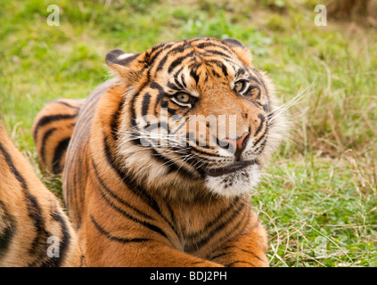 Rare Sumatran Tiger Stock Photo