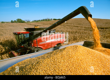 Agriculture - A Case IH combine unloads freshly harvested grain corn into a grain wagon during the Autumn harvest / Iowa, USA. Stock Photo