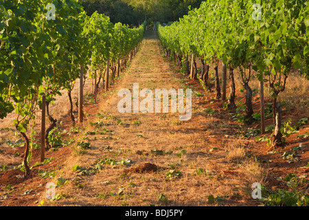 Torii Mor Winery, Summer, vines, vine, grapes, Pinot Noir, Vineyards, vineyard, wine, winery Stock Photo