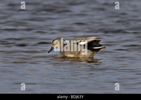 Schnatterente  Anas strepera Mittelente Knarrente gadwall male Stock Photo