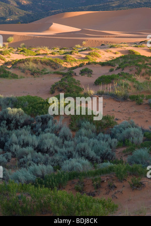 dune field, Coral Pink Sand Dunes State Park, Utah Stock Photo