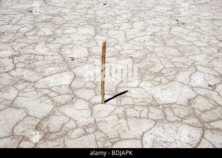Stick in tried mud and salt, near the Bonneville Salt Flats in Utah. Stock Photo