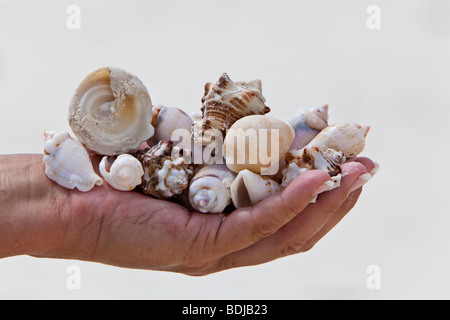 Sea shells in a hand, Zanzibar, Tanzania, Africa Stock Photo
