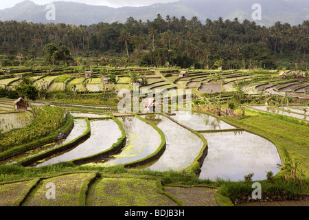 Indonesia, Bali, Tirta Gangga, landmark terraced rice fields Stock Photo