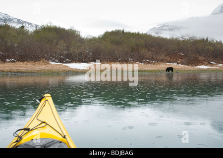 Alaska, Kenai Fjords National Park. Kayak with Black Bear (Ursus americanus) in Peterson Lagoon, with rain. Early spring. Stock Photo