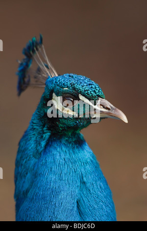 Portrait of Peacock Stock Photo