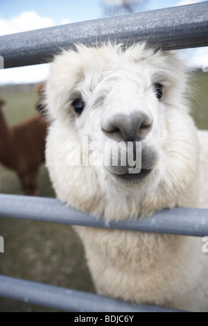 Alpaca, Peru Stock Photo