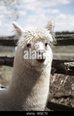 Alpaca, Peru Stock Photo