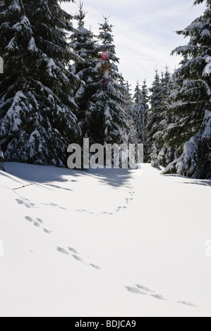 Rabbit Tracks in Snow, Black Forest, Baden-Wurttemberg, Germany Stock Photo