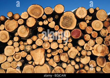 Stacked Logs Stock Photo