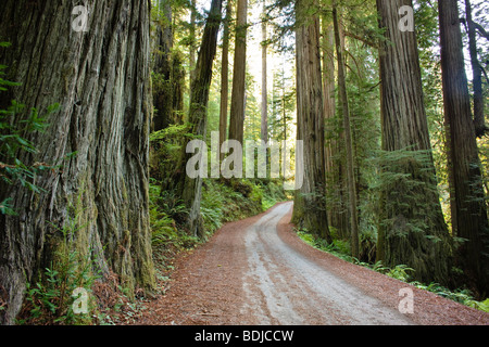 Old 199 Redwood Plank Road Through Jedediah Smith State Park, Redwood Forest, Northern California, California, USA Stock Photo