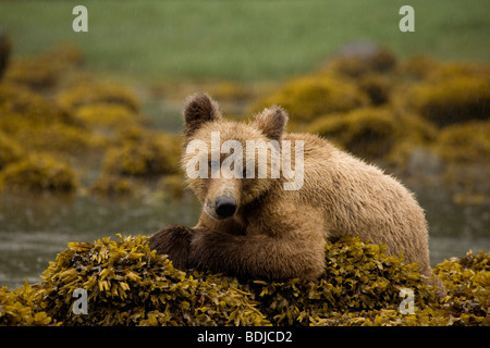 Young Grizzly Bear Sitting on Rockweed Covered Rocks, Glendale Estuary, Knight Inlet, British Columbia, Canada Stock Photo