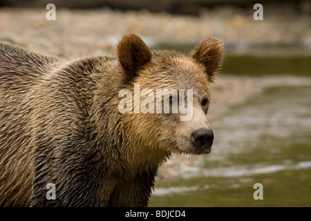 Male Grizzly Bear in Knight Inlet, British Columbia, Canada Stock Photo