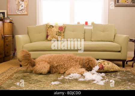 Golden Doodle Dog Chewing Up Sofa Cushion Stock Photo
