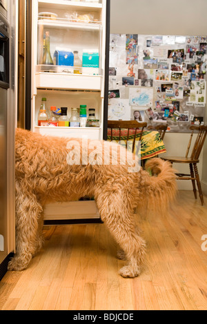 Golden Doodle Dog Looking in Refrigerator Stock Photo