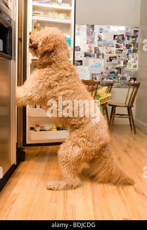 Golden Doodle Dog Looking in Refrigerator Stock Photo