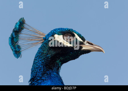 Portrait of Peacock Stock Photo