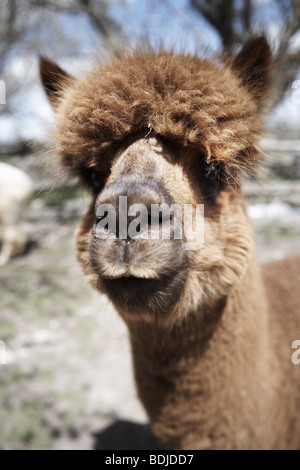Portrait of Alpaca Stock Photo