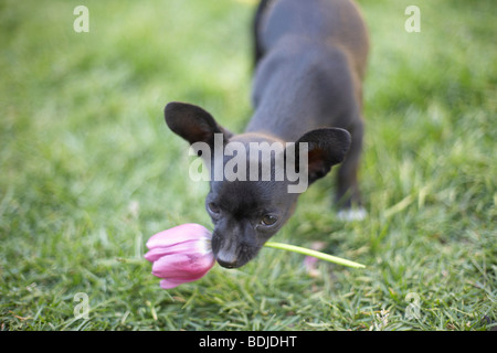 Puppy Holding Flower in Mouth Stock Photo