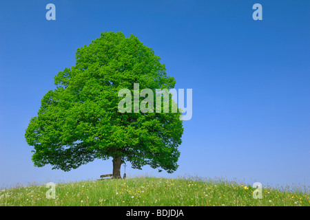 Lone Lime Tree on Hill Stock Photo