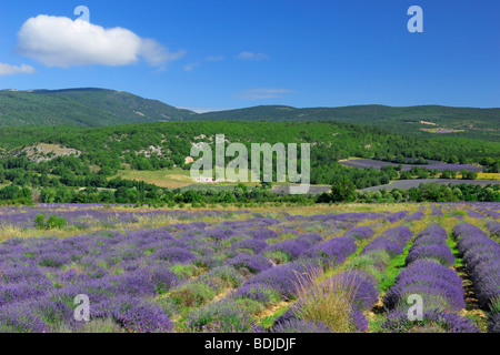 Lavender Fields, Sault, Provence, France Stock Photo