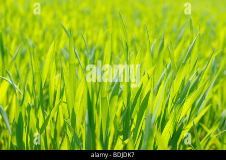 Close-up of Young Corn Field in Spring Stock Photo