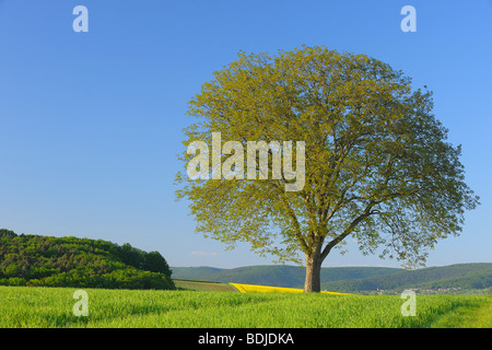 Lone Walnut Tree in Field, Spessart, Bavaria, Germany Stock Photo