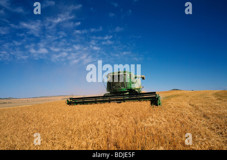 Wheat Harvesting, Australia Stock Photo